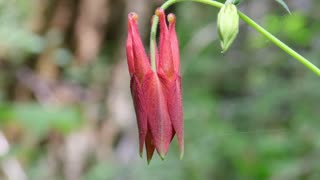 Red Columbine-Early Flowering