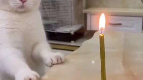 Happy Birthday Meow| Funny Cats Video