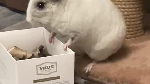 chinchilla throws out sticks
