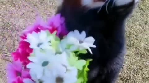 A raccoon with flowers is so cute