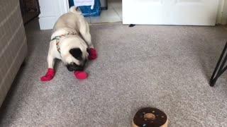 Pug puppy walks in booties for the first time