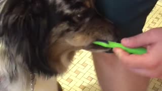 Australian Shepherd Loves Getting Her Teeth Brushed