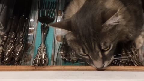 Cat discovered playing inside silverware drawer