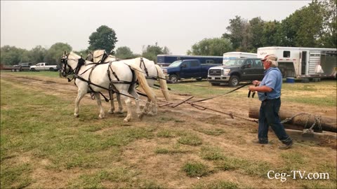 CWAM Pioneer Power Show: Horse and Harness Clinic