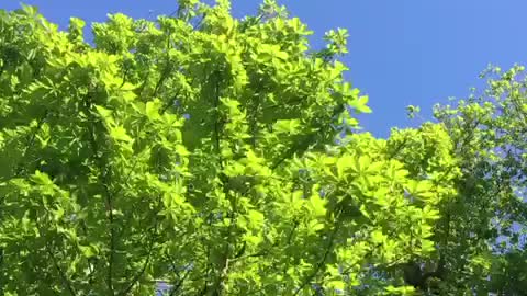 Lively green leaves