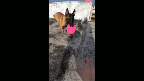 How A 1 Year Malinois Looks Like | Maligator Kai's Training Session