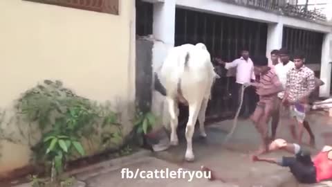 Funny animals attacking people /Animals Funniest moment/Try not to laugh/