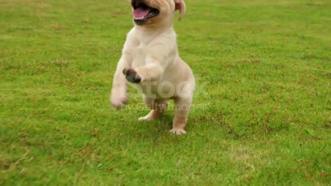 One lovely puppy dog Labrador running to the camera outdoor on the grassland,