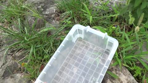 I gasagasa aquatic insects. Water Mantis river Crab Green Yago