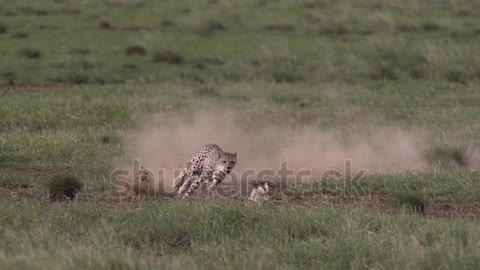 Cheetah chasin a Rabbit