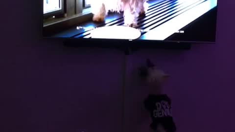 Westie problems dog jumps at tv