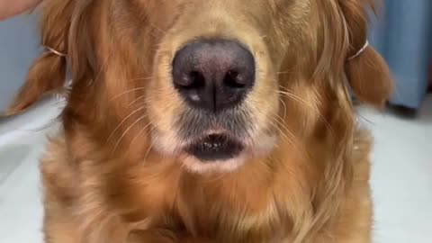 Golden Retriever's Hilarious Reaction After Eyebrows Tattoo !! Really Funny