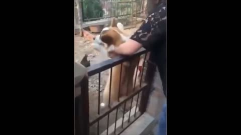 DOG BECOMES SCARED AFTER BEING PUT INSIDE A CHICKEN CAGE