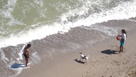 The dog plays on the beach in the summer.