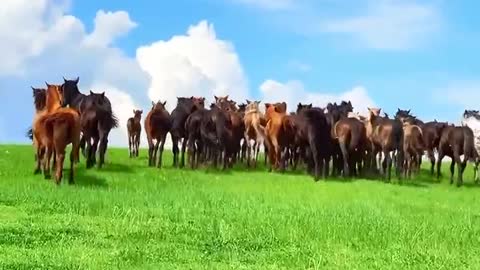 Grassland, so beautiful, horses in the free to eat grass