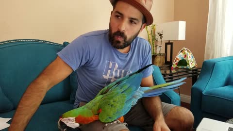 Macaw loves to dance to 'Game Of Thrones' tune