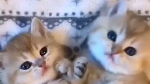 Sleepy time for these Cute Adorable funny kittens - funny cats #Shorts