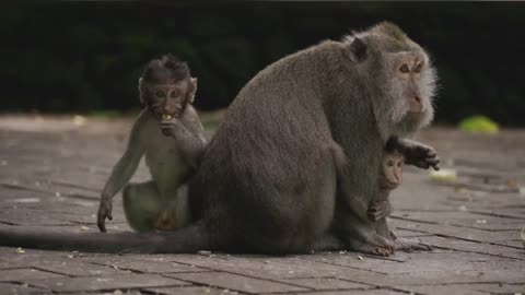 حياة القرود