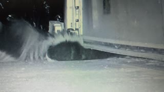 Sneaky Skunks Squeezes under Garage Door