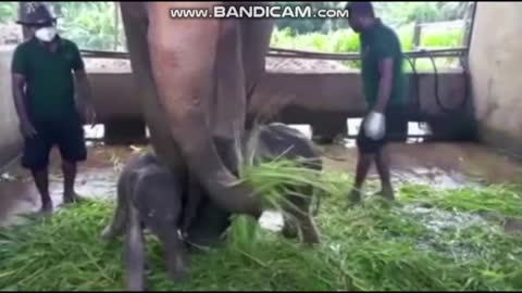 Twins of baby elephants