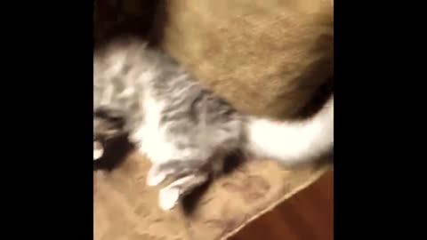 Funny Cats -