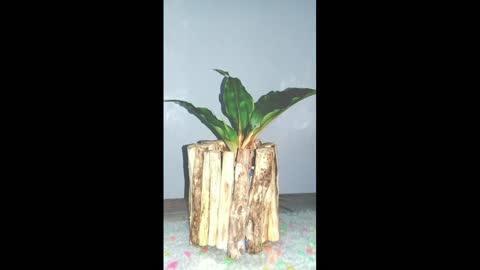 indoor plants care