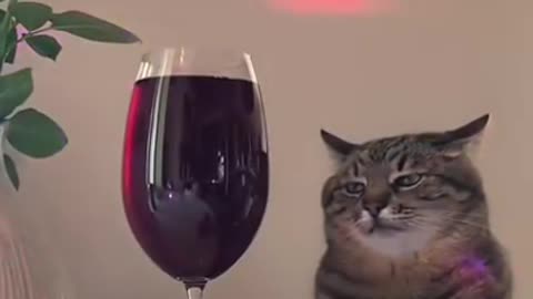 Sad Cat | Funny Cats Video