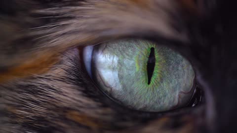 See the most beautiful cat eyes in the world😻