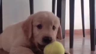 Cute Golden Playing with his Playing Ball