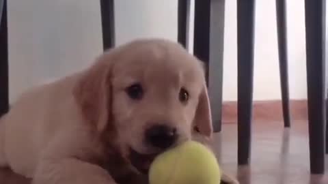 Cute Golden Playing with his Playing Ball