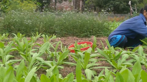 25 Days Harvesting Lettuce, Growing Fragrant Lettuce & Preparing Dishes From Pork