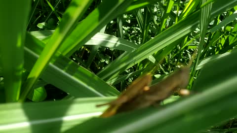 Grasshopper mating on the leaf