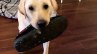 Oh Yeah, Daddy's Shoe!
