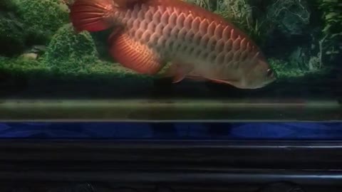 Arowana dinner