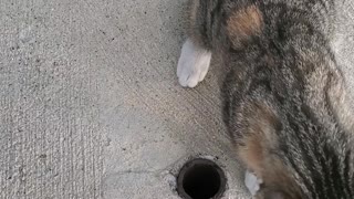 just another cat videos