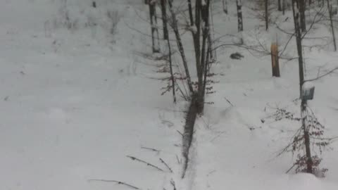 Tree Falls Onto Moving Chair Lift