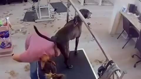 Funny video dog poops on a woman