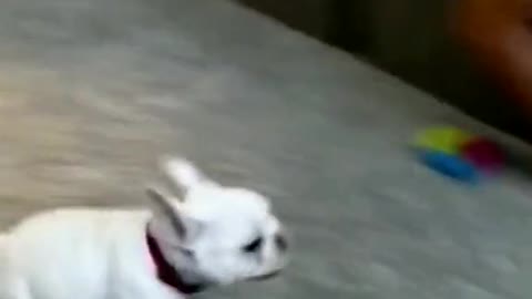 Look at This doggy rushing to take a quick nap