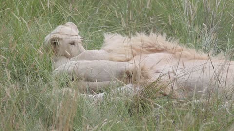 (RARE) AMAZING FOOTAGE OF WHITE LIONS