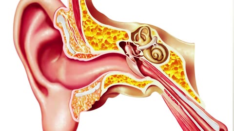 What Does the Tympanometry Test Reveal? | Aanvii Hearing