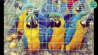 Blue and Yellow Macaw: Named for its obvious coloring