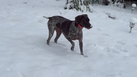 Snow Day Zoomies