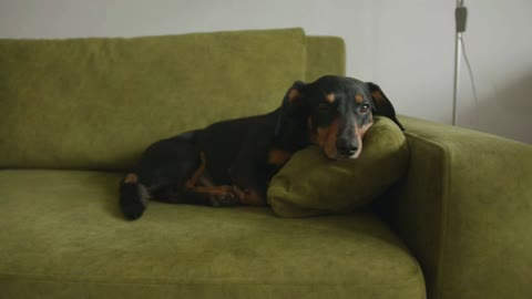 A cute dog of the dachshund breed lies in the room on the couch and looks at the camera