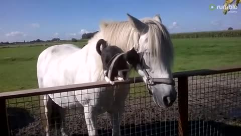 Horse And Cat Best Friends Is The Best Thing