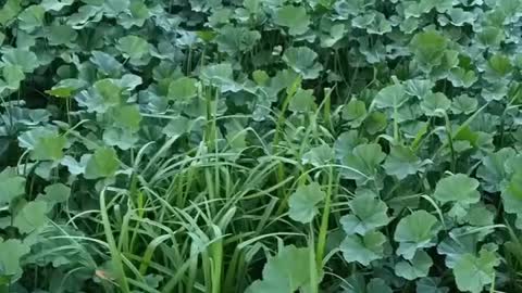 Check out this doggy adorably hopping through a field