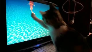 Интересная игра для кошки