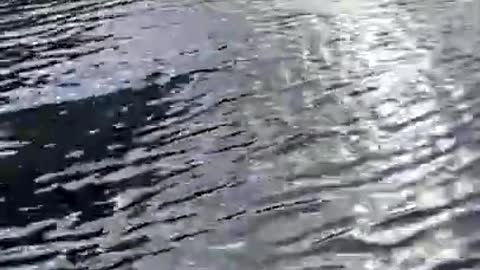 Moment when Crocodile is seen during a boat trip