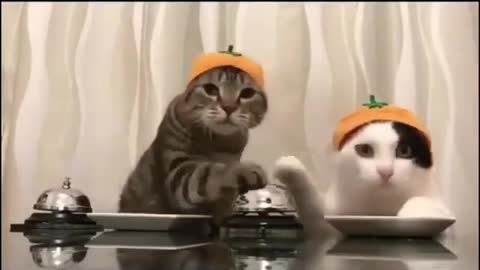 Awesome Cats with Adorable Hats figured out how to order dinner 🐈😻