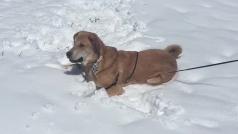 Brown dog rolls around in white snow