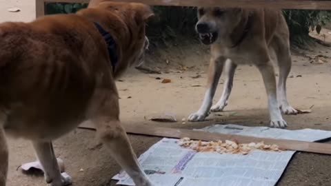 Mirror Prank For Dog Hilarious Reaction | Mirror Prank Part 1